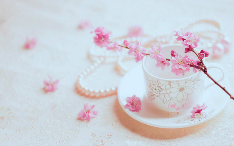 Cherry Blossom Branch in Cup