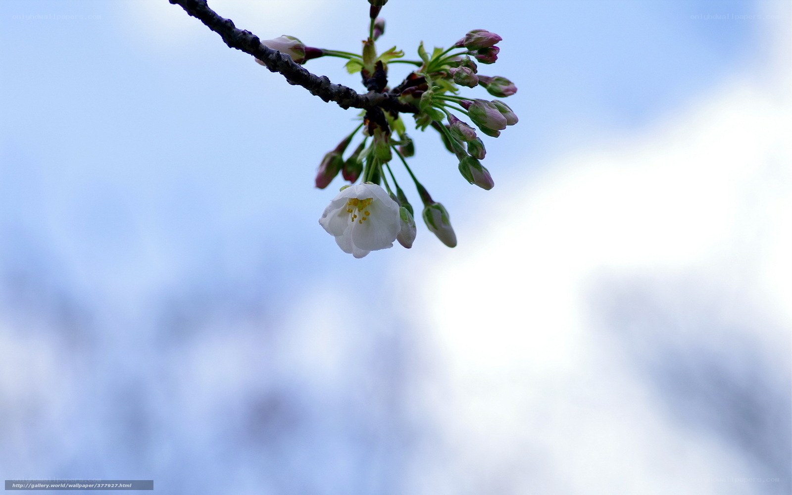 Cherry blossom branch in spring