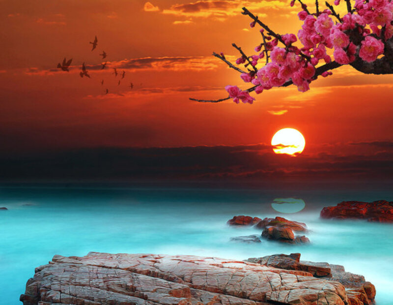 Cherry Blossom Branch — Orange, Serene, Sunset, Photograph