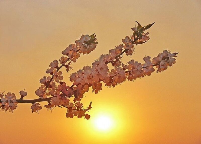 Cherry Blossom Branch — Orange