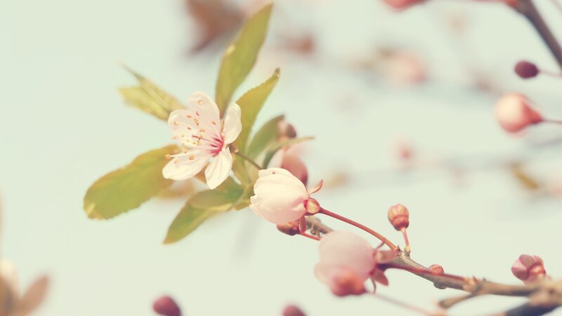 Cherry Blossom Branch — Pink, Buds