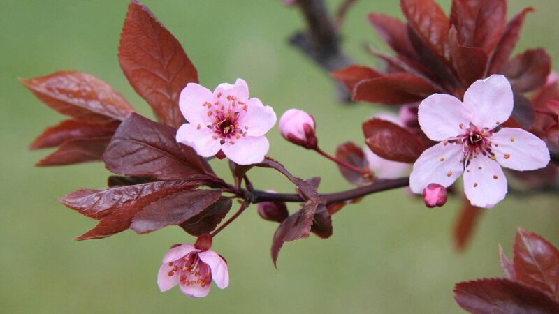 Cherry Blossom Branch — Pink, Calm, Spring, Photograph