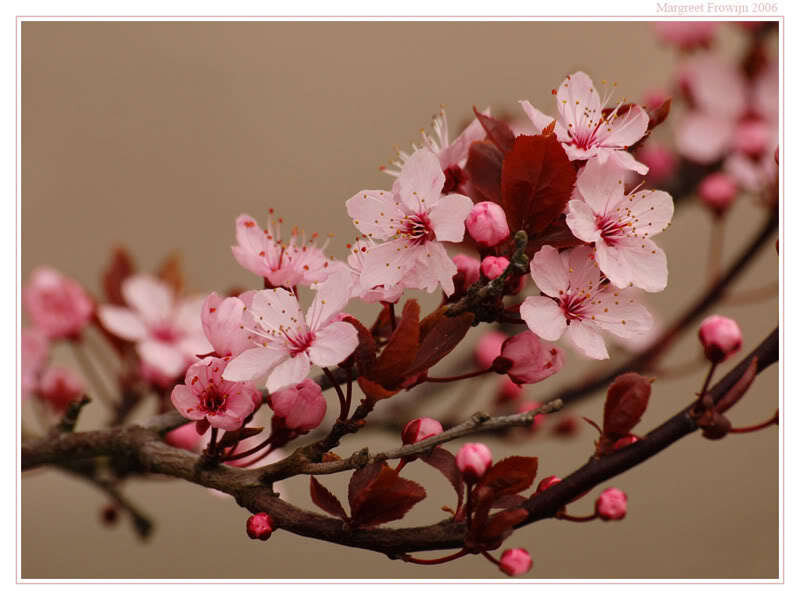 Cherry Blossom Branch — Pink, Calm, Spring