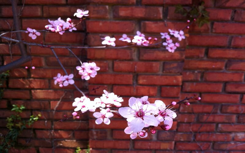 Cherry Blossom Branch — Pink, Calm