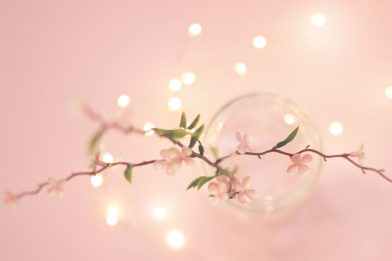 Cherry Blossom Branch — Pink, Serene, Photograph