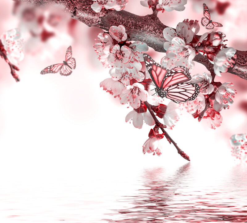 Cherry Blossom Branch — Pink, Serene, Spring, Digital Art, Butterflies, Water