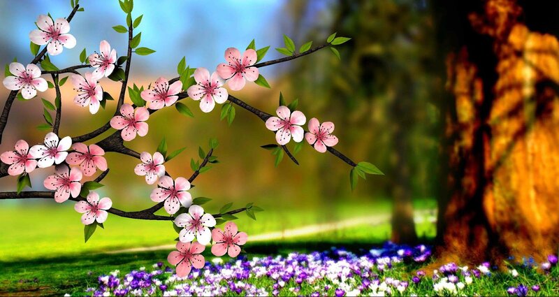 Cherry Blossom Branch — Pink, Serene, Spring, Digital Art, Tree Trunk