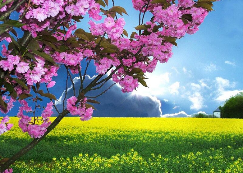 Cherry Blossom Branch — Pink, Serene, Spring, Photograph, Field