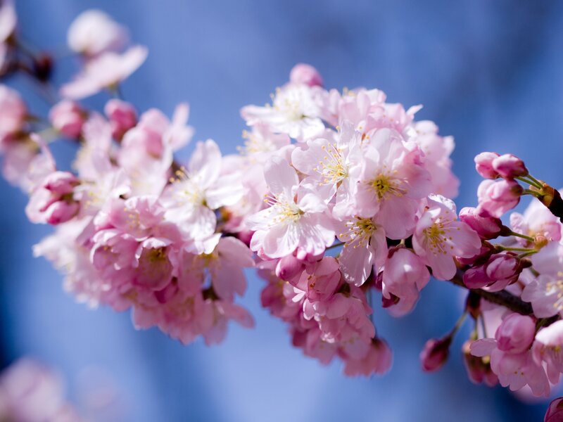 Cherry Blossom Branch — Pink, Serene, Spring, Photograph, Flowers, Blossoms, Sky