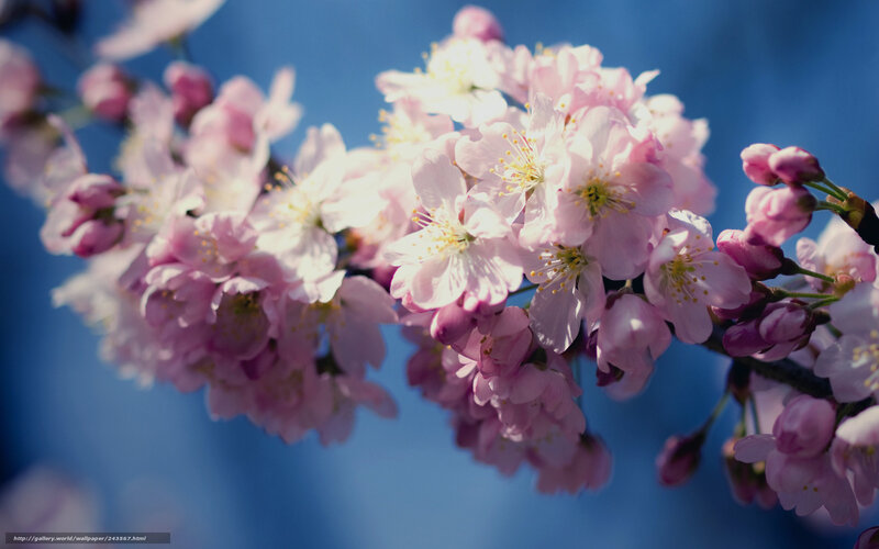 Cherry Blossom Branch — Pink, Serene, Spring, Photograph, Flowers, Blossoms