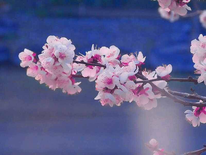 Cherry Blossom Branch — Pink, Serene, Spring, Photograph, Flowers, Blue Background