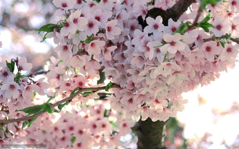 Cherry Blossom Branch — Pink, Serene, Spring, Photograph, Flowers, Branches, Leaves