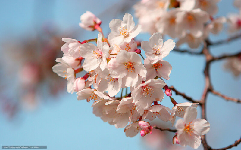 Cherry Blossom Branch — Pink, Serene, Spring, Photograph, Flowers, Branches, Sky