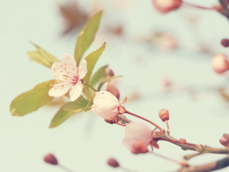 Cherry Blossom Branch — Pink, Serene, Spring, Photograph, Flowers, Buds