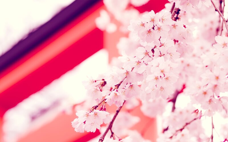 Cherry Blossom Branch — Pink, Serene, Spring, Photograph, Flowers, Building, Red