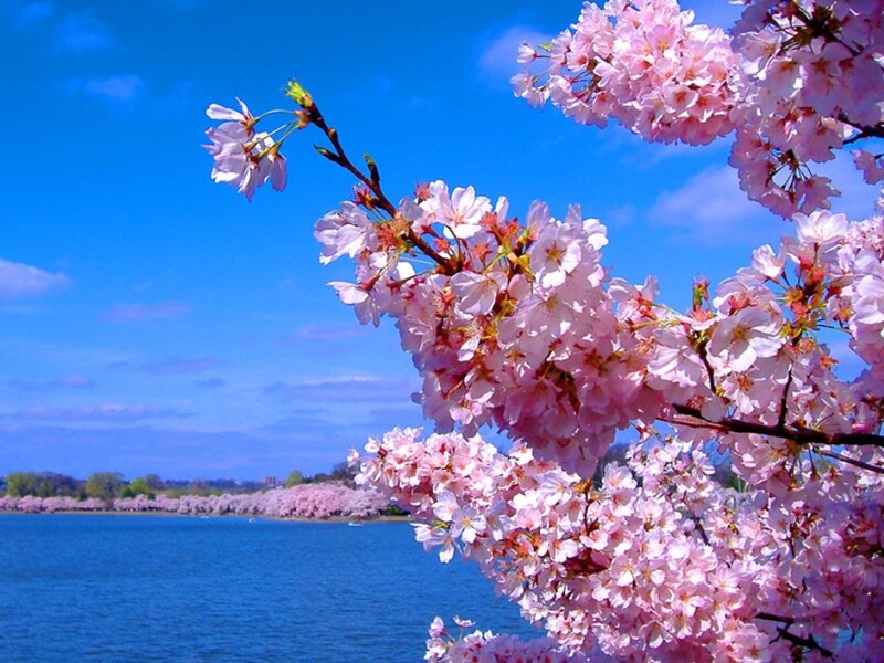 Cherry Blossom Branch — Pink, Serene, Spring, Photograph, Flowers, Lake