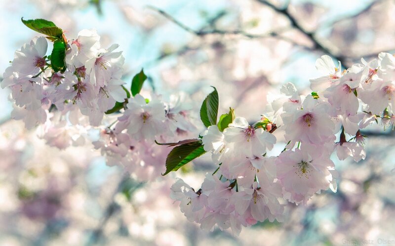Cherry Blossom Branch — Pink, Serene, Spring, Photograph, Flowers, Leaves, Branches, White