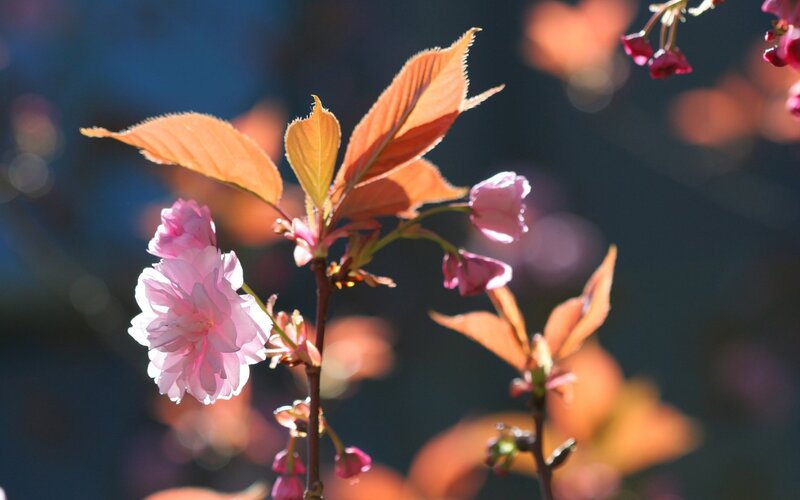 Cherry Blossom Branch — Pink, Serene, Spring, Photograph, Flowers, Leaves