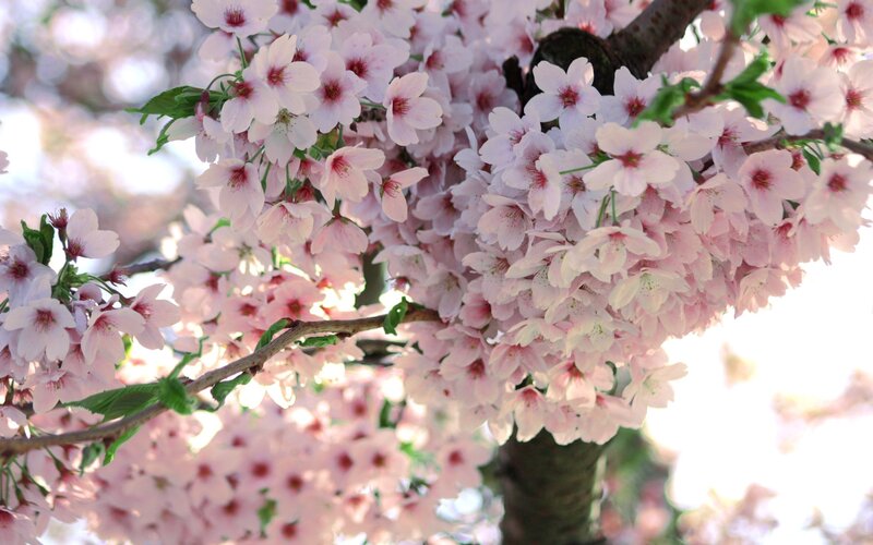 Cherry Blossom Branch — Pink, Serene, Spring, Photograph, Flowers, Leaves, White