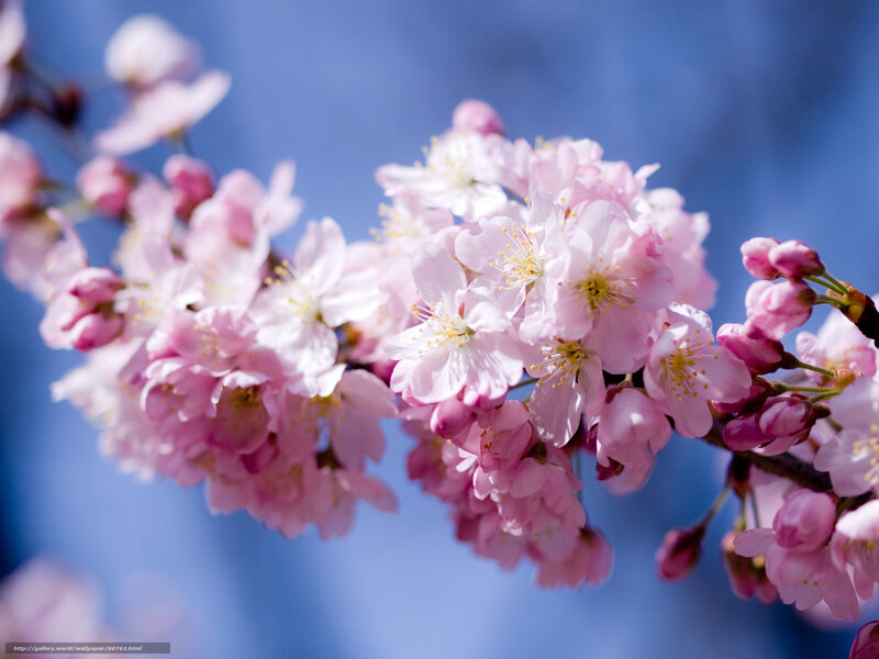 Cherry Blossom Branch — Pink, Serene, Spring, Photograph, Flowers, Sky, Blossoms