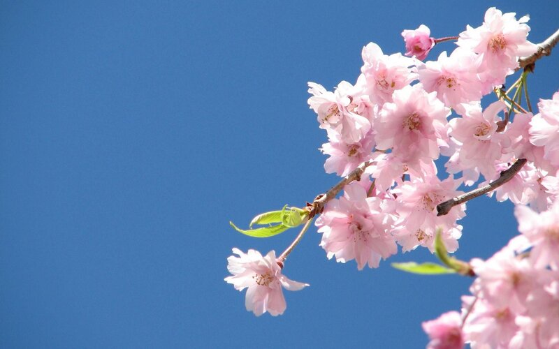 Cherry Blossom Branch — Pink, Serene, Spring, Photograph, Flowers, Sky