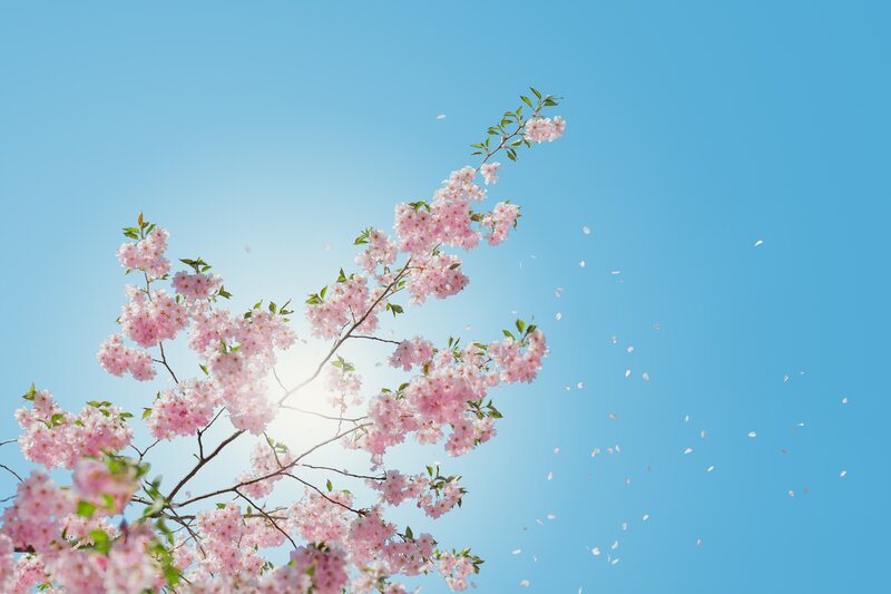 Cherry Blossom Branch — Pink, Serene, Spring, Photograph, Flowers, Sun