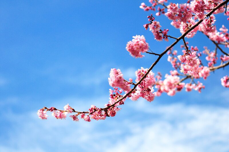 Cherry Blossom Branch — Pink, Serene, Spring, Photograph, Sky, Clouds