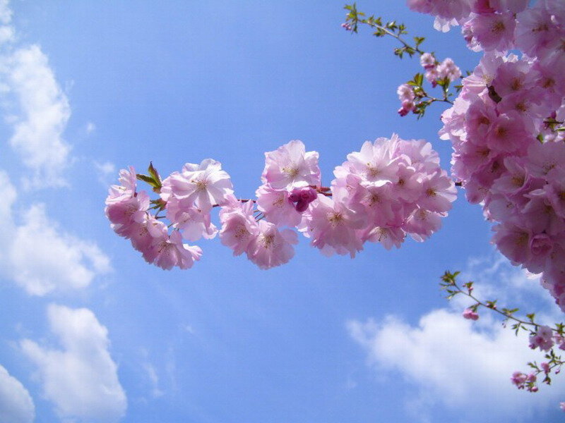 Cherry Blossom Branch — Pink, Serene, Spring, Photograph, Sky