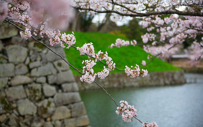 Cherry Blossom Branch — Pink, Serene, Spring, Photograph, Stone Wall