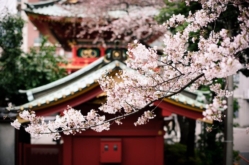 Cherry Blossom Branch — Pink, Serene, Spring, Photograph, Temple