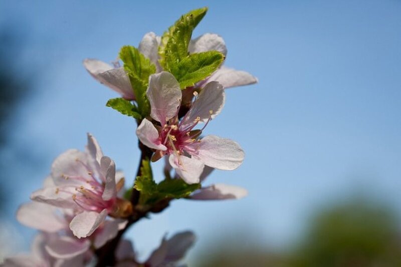 Cherry Blossom Branch — Pink, Serene, Spring, Photograph