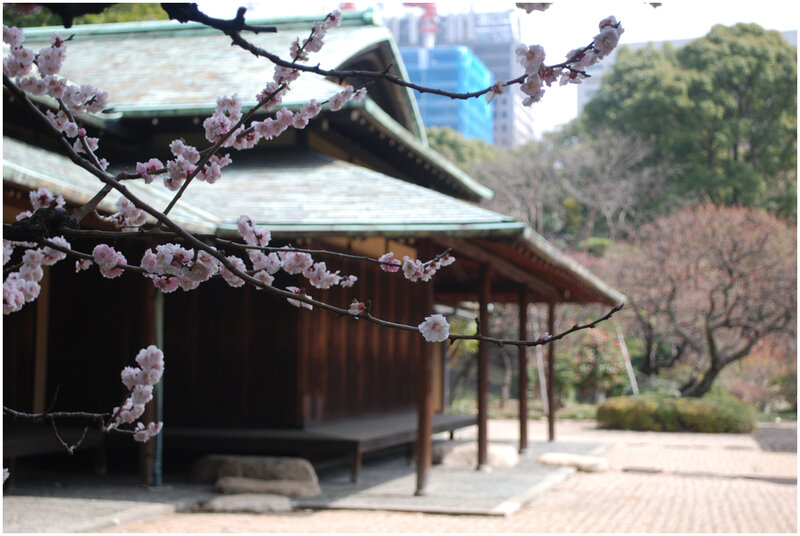 Cherry Blossom Branch — Pink, Serene, Spring, Photograph, Traditional Building