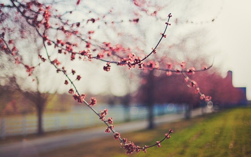 Cherry Blossom Branch — Pink, Serene, Spring, Photograph, Tree, Road