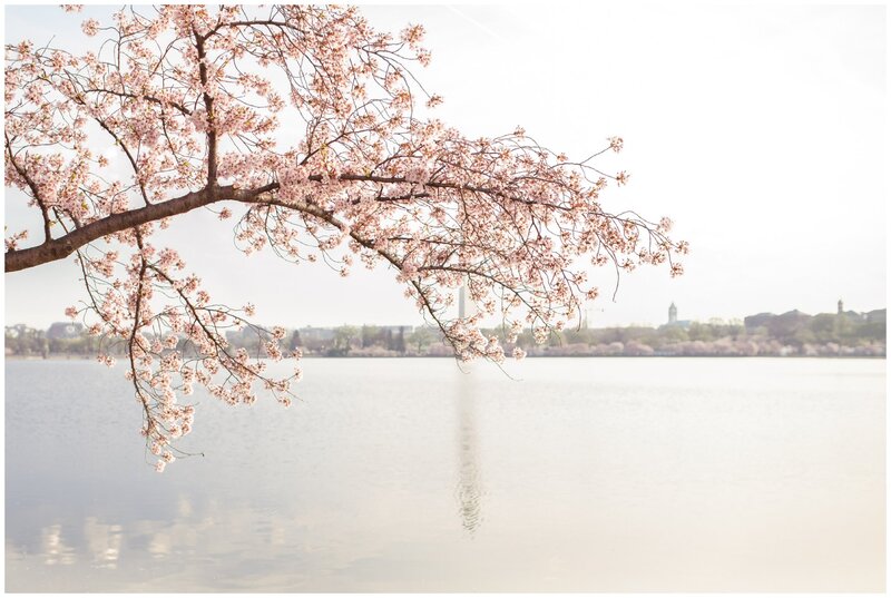 Cherry Blossom Branch — Pink, Serene, Spring, Photograph, Tree