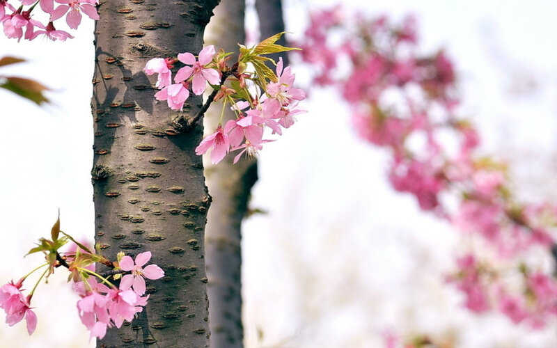 Cherry Blossom Branch — Pink, Serene, Spring, Photograph, Tree Trunk