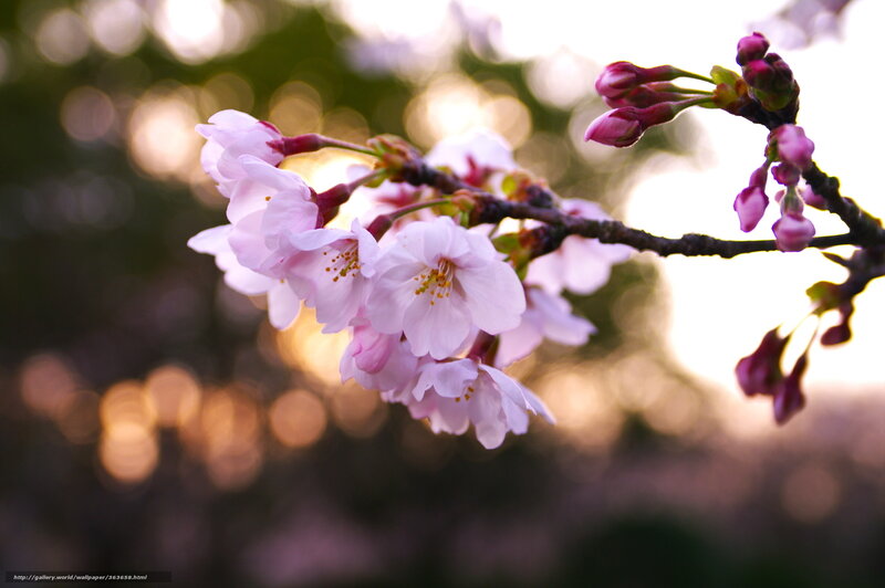 Cherry Blossom Branch — Pink, Serene, Sunset