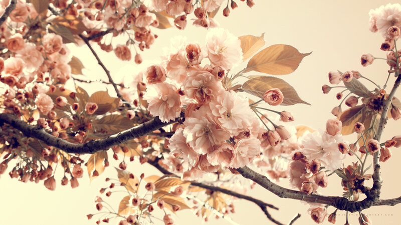 Cherry Blossom Branch — Pink, Serene