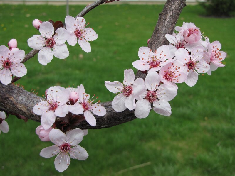 Cherry Blossom Branch — Pink