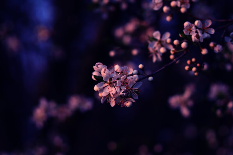 Cherry Blossom Branch — Purple, Serene, Night, Photograph, Flowers