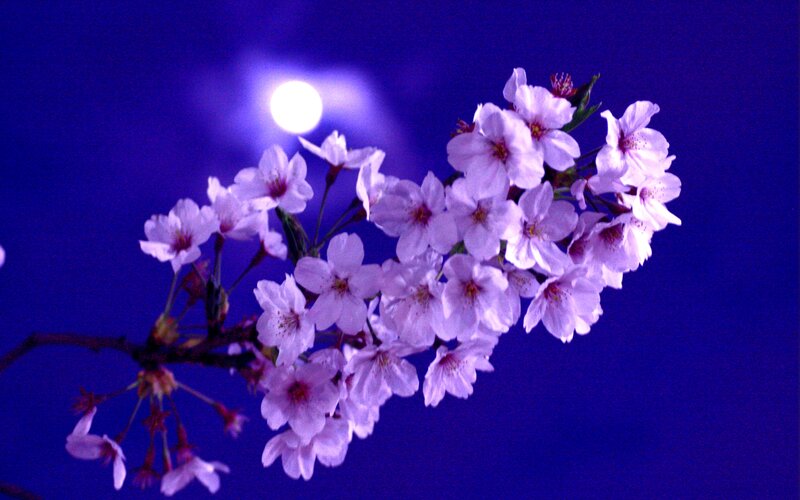 Cherry Blossom Branch — Purple, Serene, Night