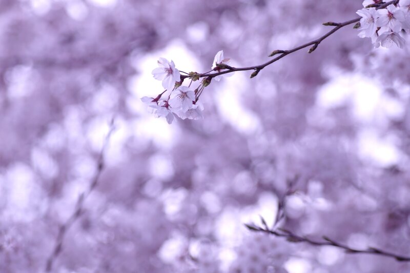 Cherry Blossom Branch — Purple, Serene, Spring, Photograph