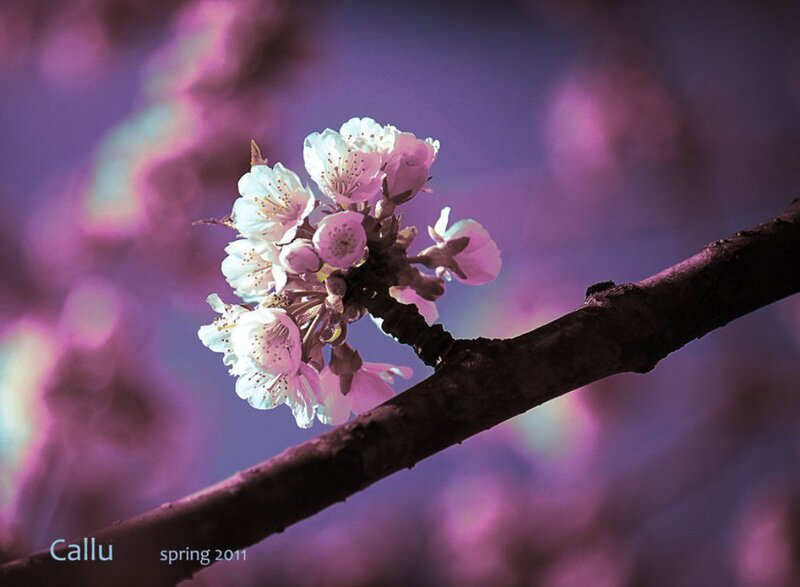 Cherry Blossom Branch — Purple, Serene