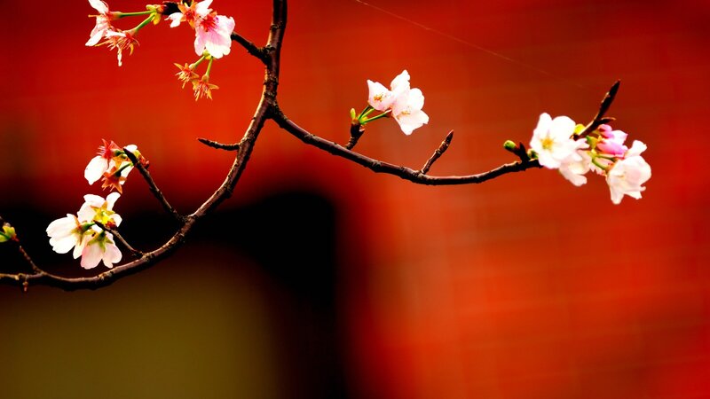 Cherry Blossom Branch — Red, Serene, Spring, Photograph