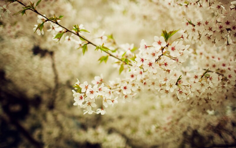 Cherry Blossom Branch — Serene, Green
