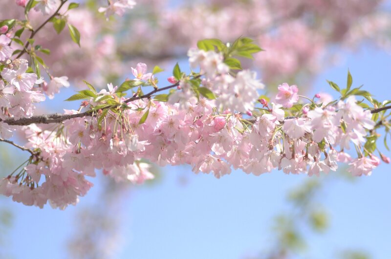 Cherry Blossom Branch — Serene, Sky