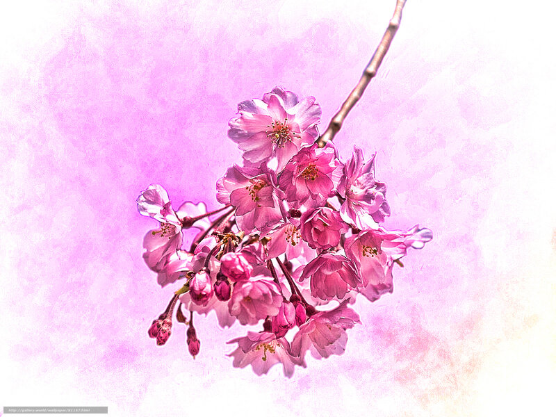 cherry blossom branch