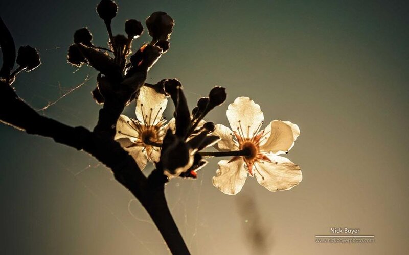 Cherry Blossom Branch — White, Dramatic