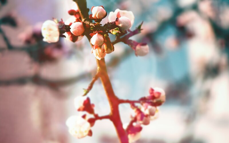 Cherry Blossom Branch — White, Serene, Spring, Photograph, Blossoms, Sunlight