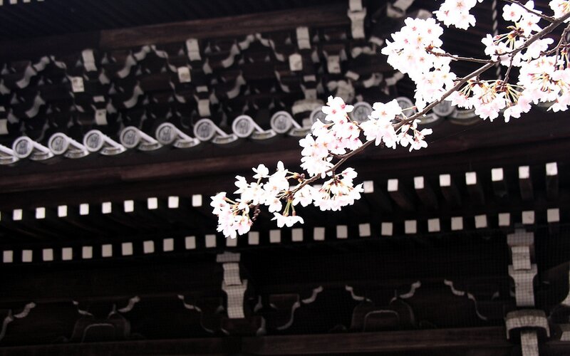 Cherry Blossom Branch — White, Serene, Spring, Photograph, Building