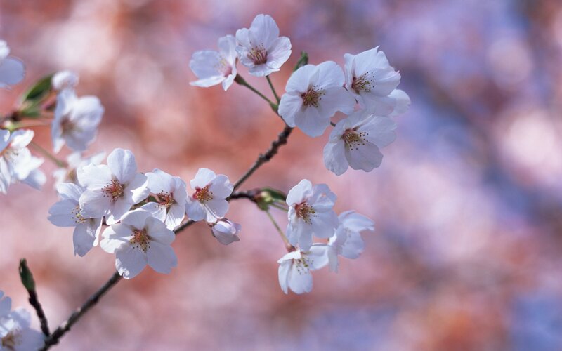 Cherry Blossom Branch — White, Serene, Spring, Photograph, Flowers, Background